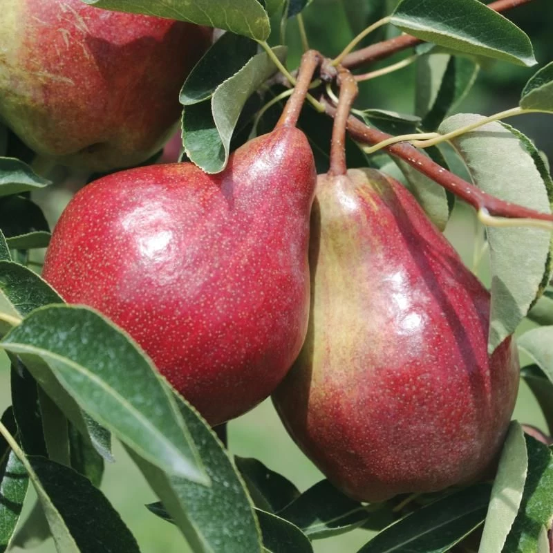Pyrus communis William rosso - Piros Vilmos körte K10