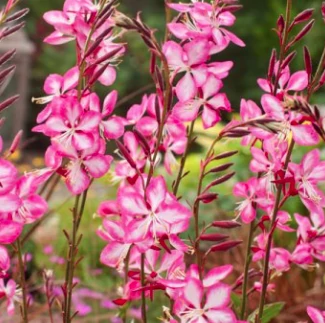 Gaura lindheimeri Rosy Jane - Díszgyertya CS14