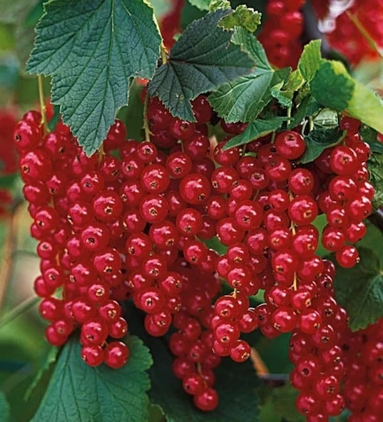 Ribes rubrum 'Rovada' - Piros ribizli K2 30/50