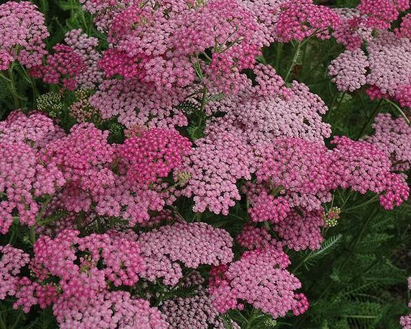Achillea millefolium Tutti Frutti Pink Grapefruit - Cickafark Cs14