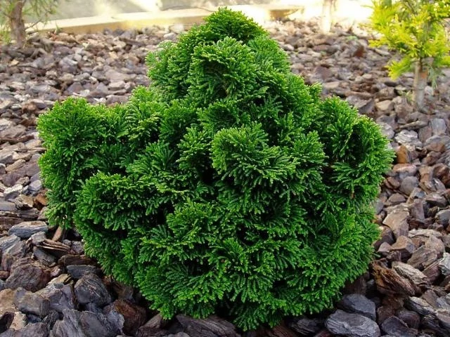 Chamaecyparis obtusa Nana Gracilis - Hinoki álciprus 15/20