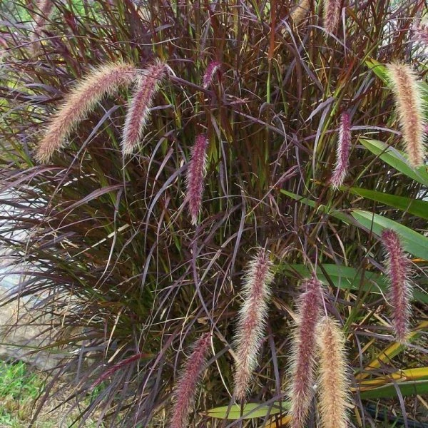 Pennisetum advena Rubrum - Tollborzfű CS14