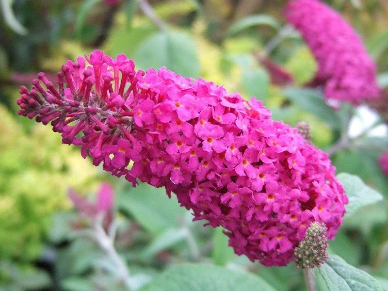 Buddleja ‘Miss Ruby’nyáriorgona K2L 20/40