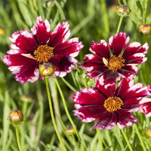 Coreopsis Ruby Red - Menyecskeszem CS14