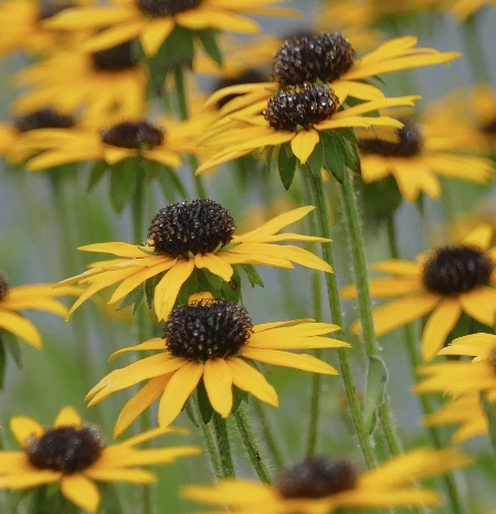 Rudbeckia fulgida var. deamii - Pompás kúpvirág 9x9 cm