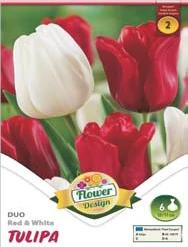 Tulipán virághagyma 6-db-os Duo red white