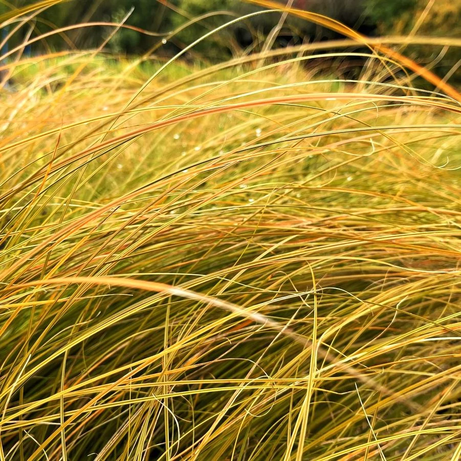 Carex testacea Prairie Fire sás CS14
