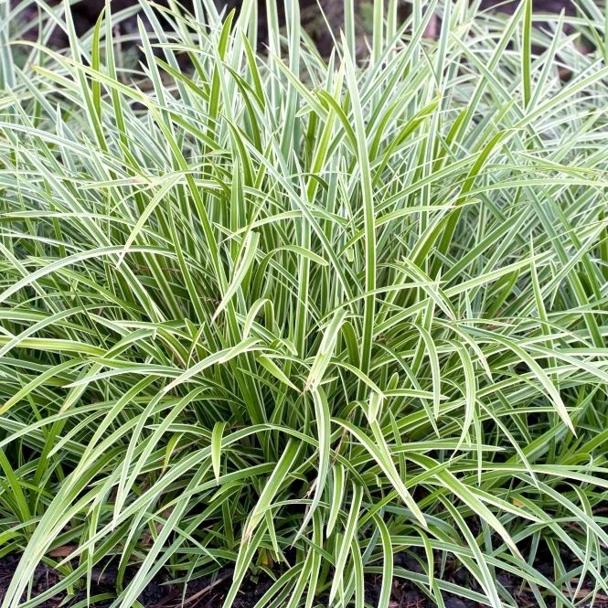 Carex morrowii Ice Dance sás K2