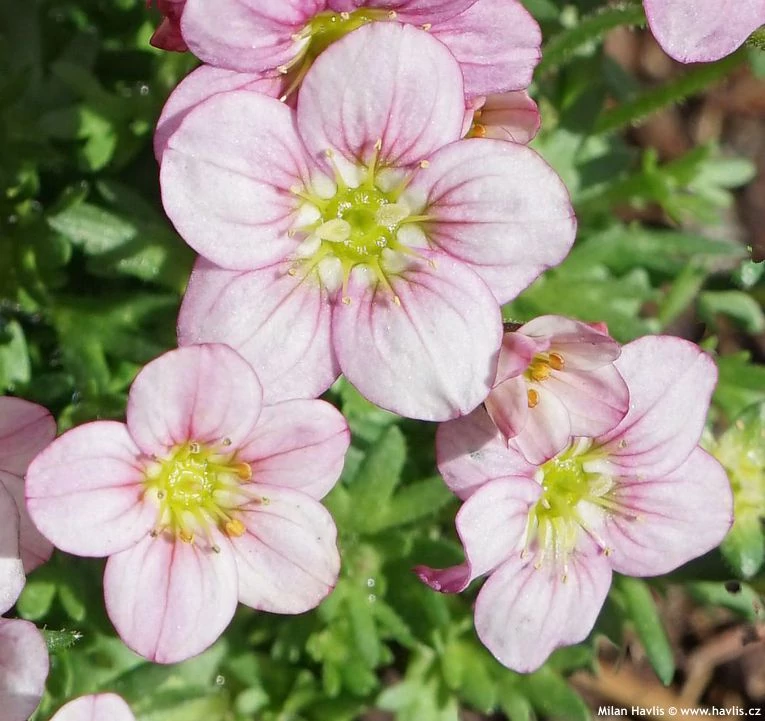 Saxifraga arendsii Alpino Early Magic Salamon- Kőtörőfű CS17