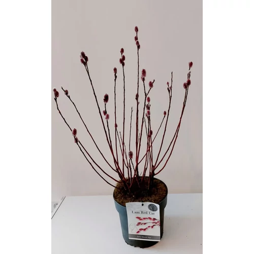 Salix Gracilistyla 'Mount Aso' - Rózsaszín barkafűz 