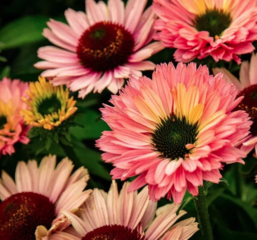 Echinacea purpurea SunSeekers Salmon - Kasvirág CS14