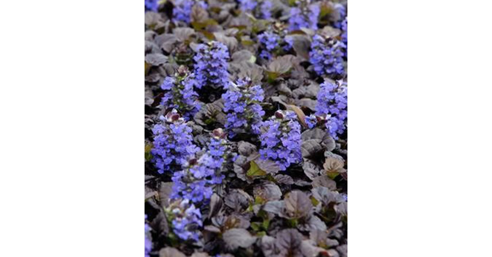 Ajuga reptans 'Black Scallop'-Indás Infű CS9