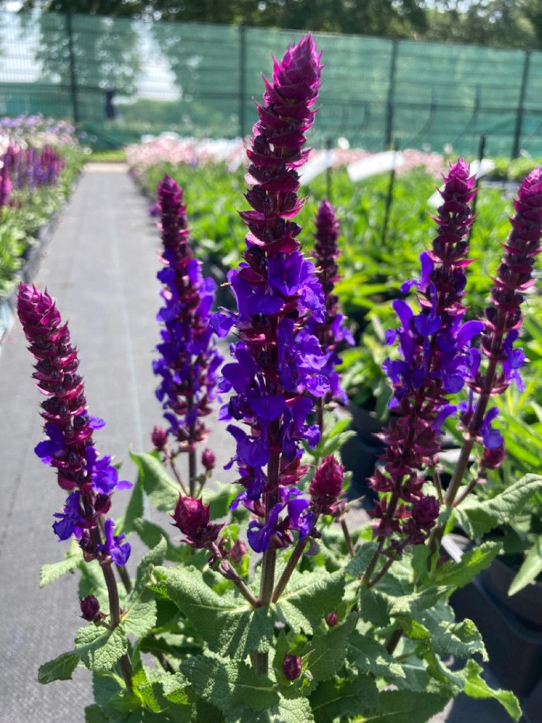Salvia nemorosa 'Marvel Dark Blue' -  Lligeti zsálya CS14