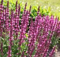 Salvia nemorosa Pink Beauty -  Ligeti zsálya CS14