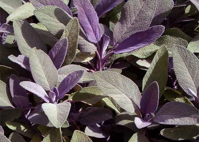 Salvia officinalis Purpurascens -  Lilás lombú orvosi zsálya CS14