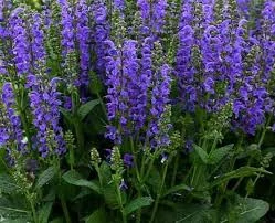 Salvia pratensis Midnight Model - Mezei zsálya kék CS14