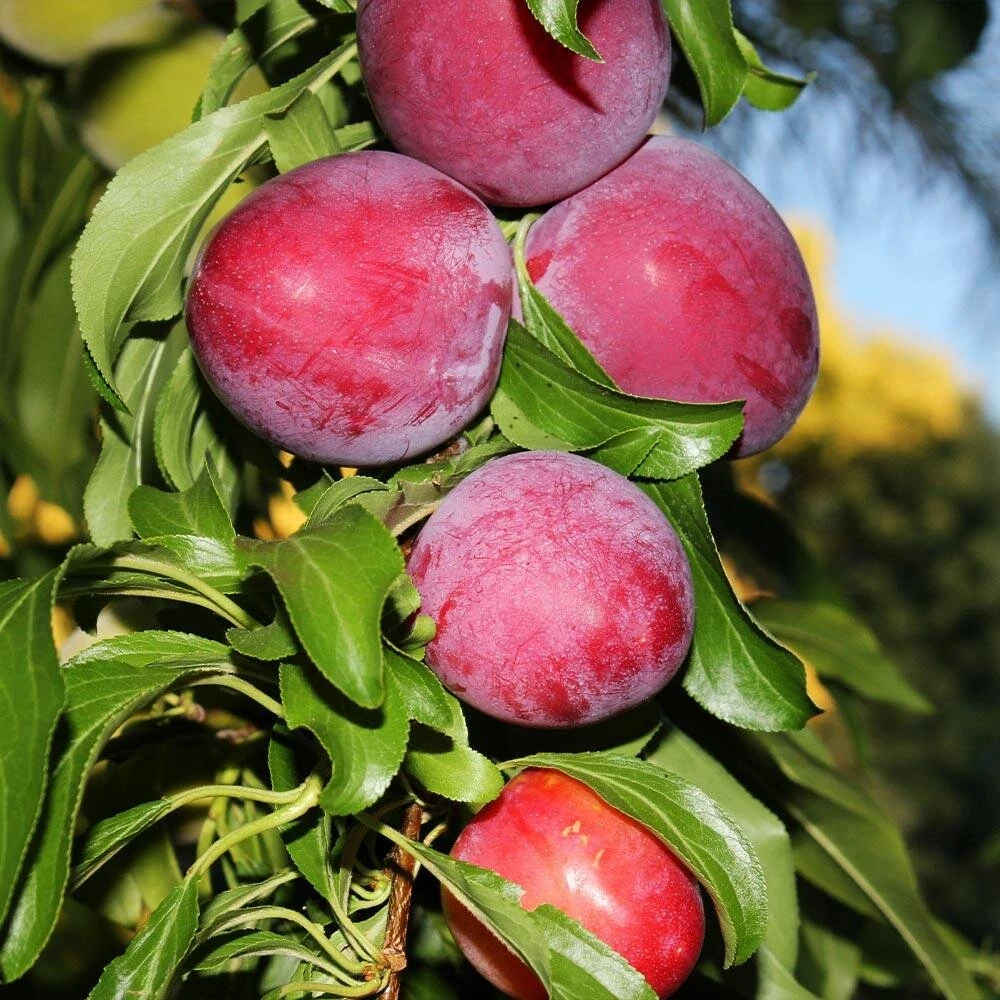 Prunus domestica Santa Rosa - Japán szilva K10