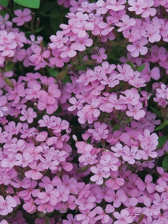 Saponaria 'Bressingham'-  Gyepes szappanfű CS14