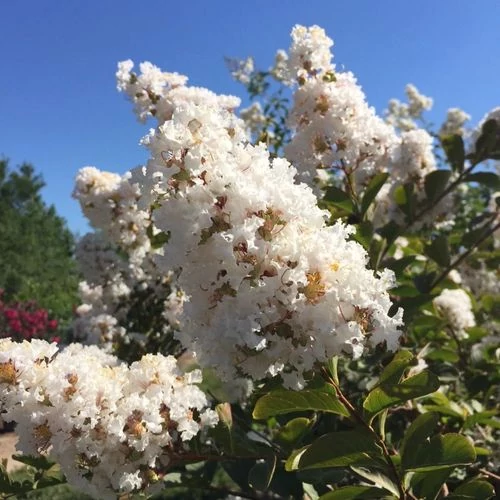 Lagerstroemia indica Sarah's Favorite - Kínai selyem mirtusz bokor K3,5 60/80