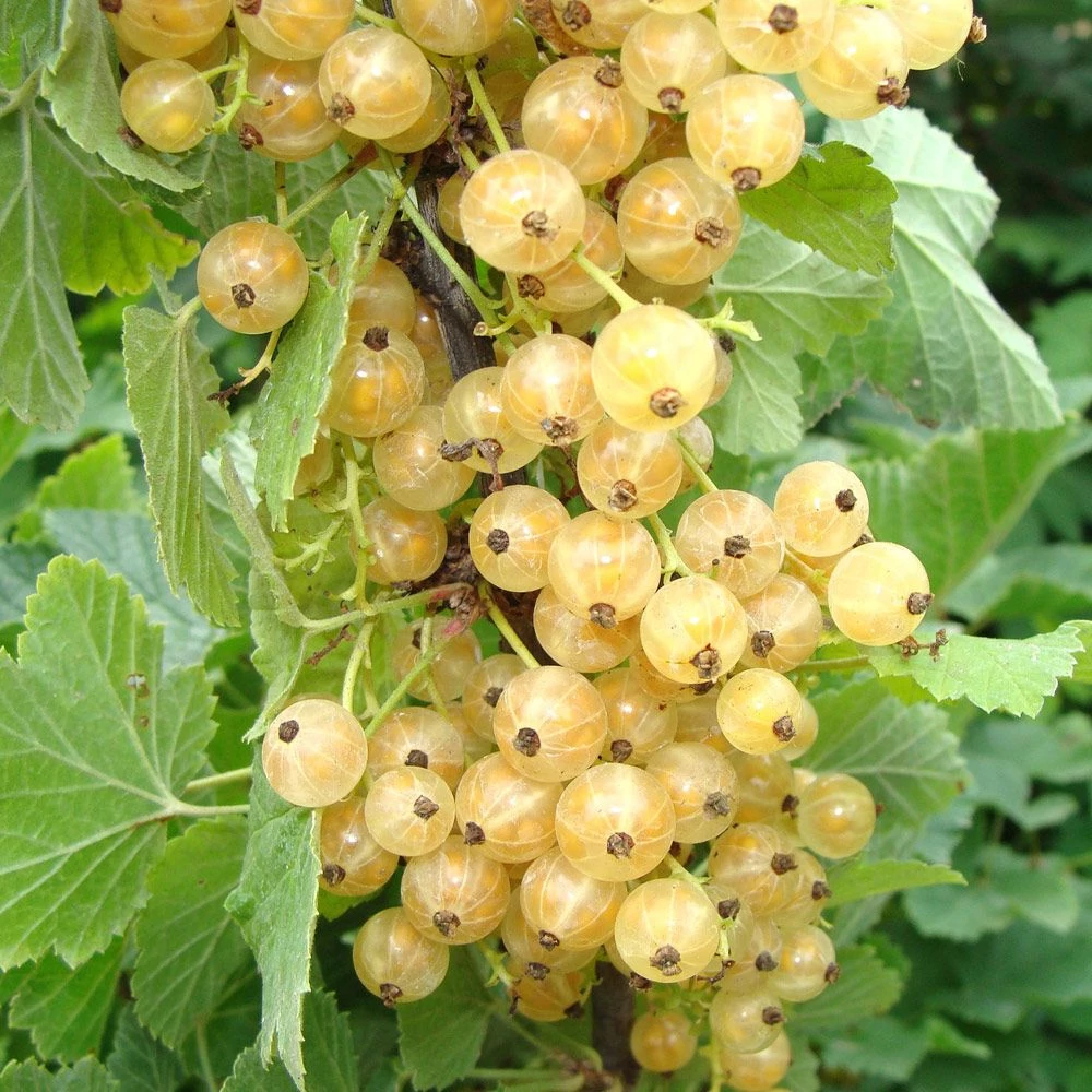 Ribes sativa 'Weisse Versailler' - Fehér ribizli K2 30/50