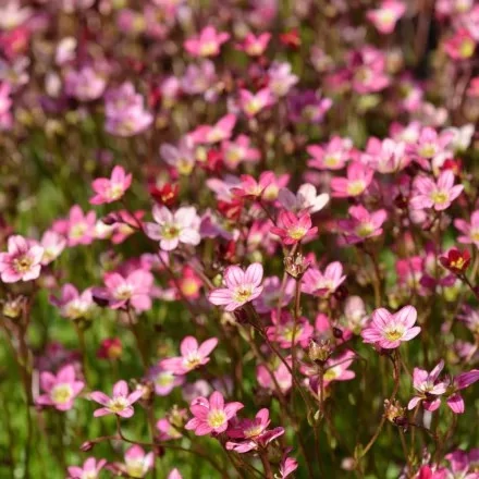 Saxifraga 'Touran Pink' – Kőtörőfű CS14