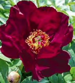 Paeonia Itoh Scarlet Heaven - Itoh  bazsarózsa K5L