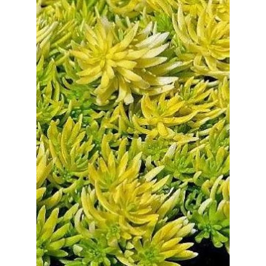 Sedum Winter Lemon varjúháj D14