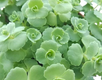 Sedum sieboldii - Varjúháj CS9