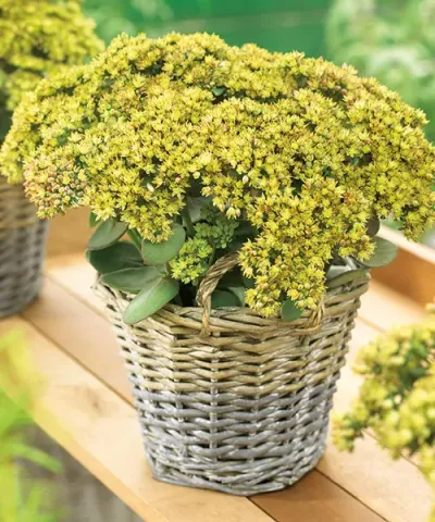 Sedum telephium Globe Yellow Varjúháj Cs14