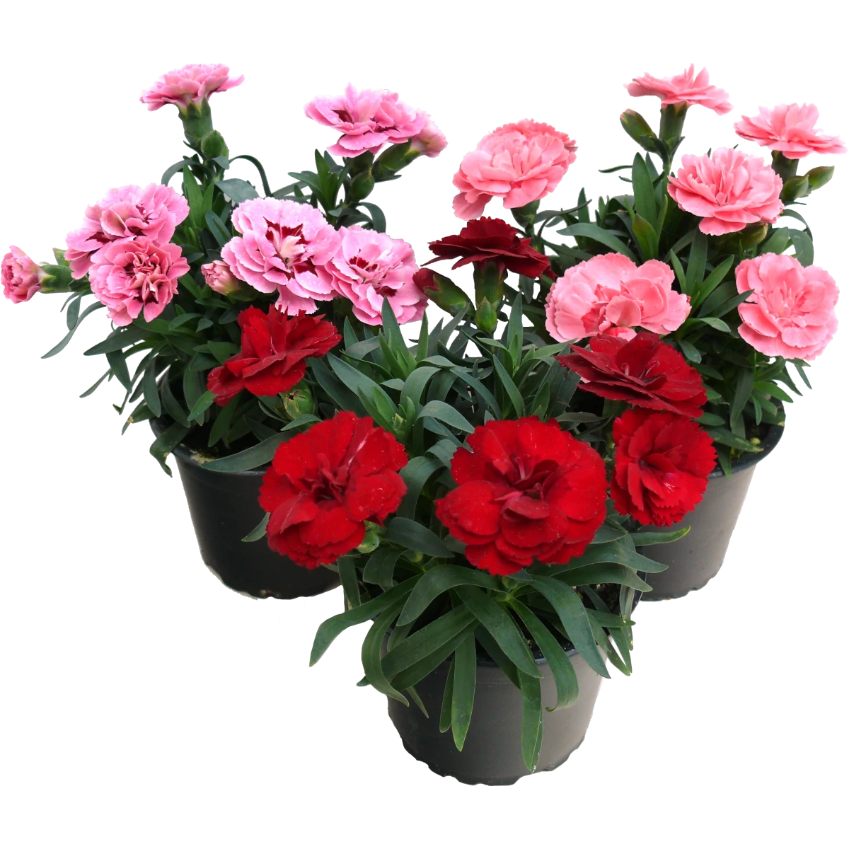 Dianthus - Szegfű BIG CS17