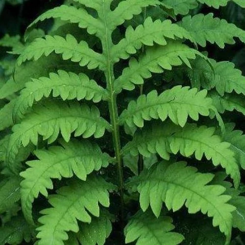 Onoclea sensibilis – gyöngypáfrány Cs9