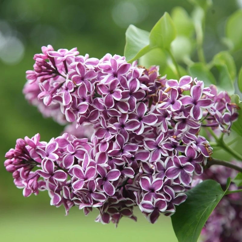 Syringa vulgaris Sensation- Tarka szirmú orgona pink fehér széllel K2L 60/80