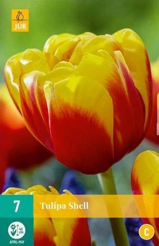 Jub Shell tulipán virághagyma 7db/cs