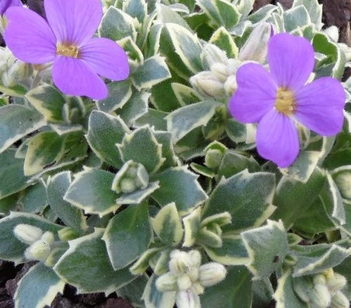 Aubrieta 'Silberrand'- Fehértarka levelű lila virágú pázsiviola cs9