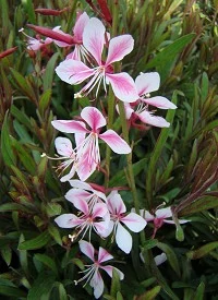 Gaura linheimeri Siskiyou Pink - Díszgyertya Cs14