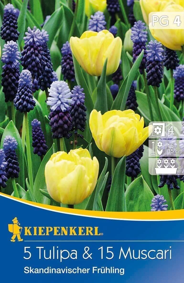 Kiepenkerl Skandináv tulipán és gyöngyike virághagymák 5+15db