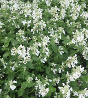 Nepeta racemosa Snowflake - Macskamenta CS9