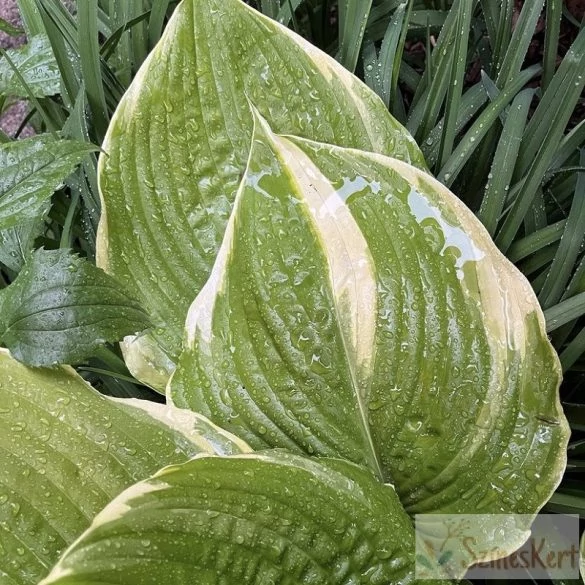 Hosta Winter Snow Árnyékliliom CS14