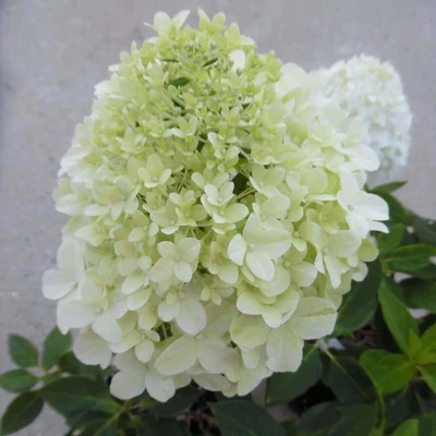 Hydrangea paniculata Little Spooky - Bugás hortenzia K2L 20/40