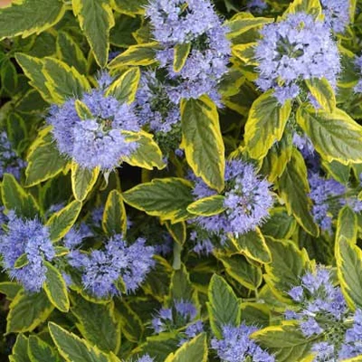 Caryopteris x clandonensis Summer Sorbet Sárga-tarka levelű kékszakáll K2L 40/60