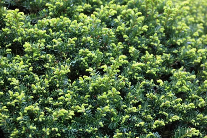 Taxus baccata - Sövény tiszafa 60/80 FL