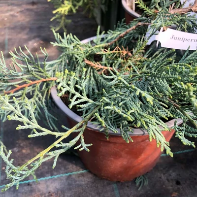 Juniperus virginiana Silver Spider– Virginiai boróka 20/30