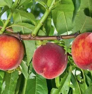 Gyümölcsfa Springcrest őszibarack K5