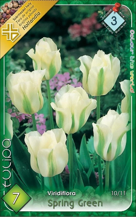 Tulipán virághagyma 7 db Spring Green