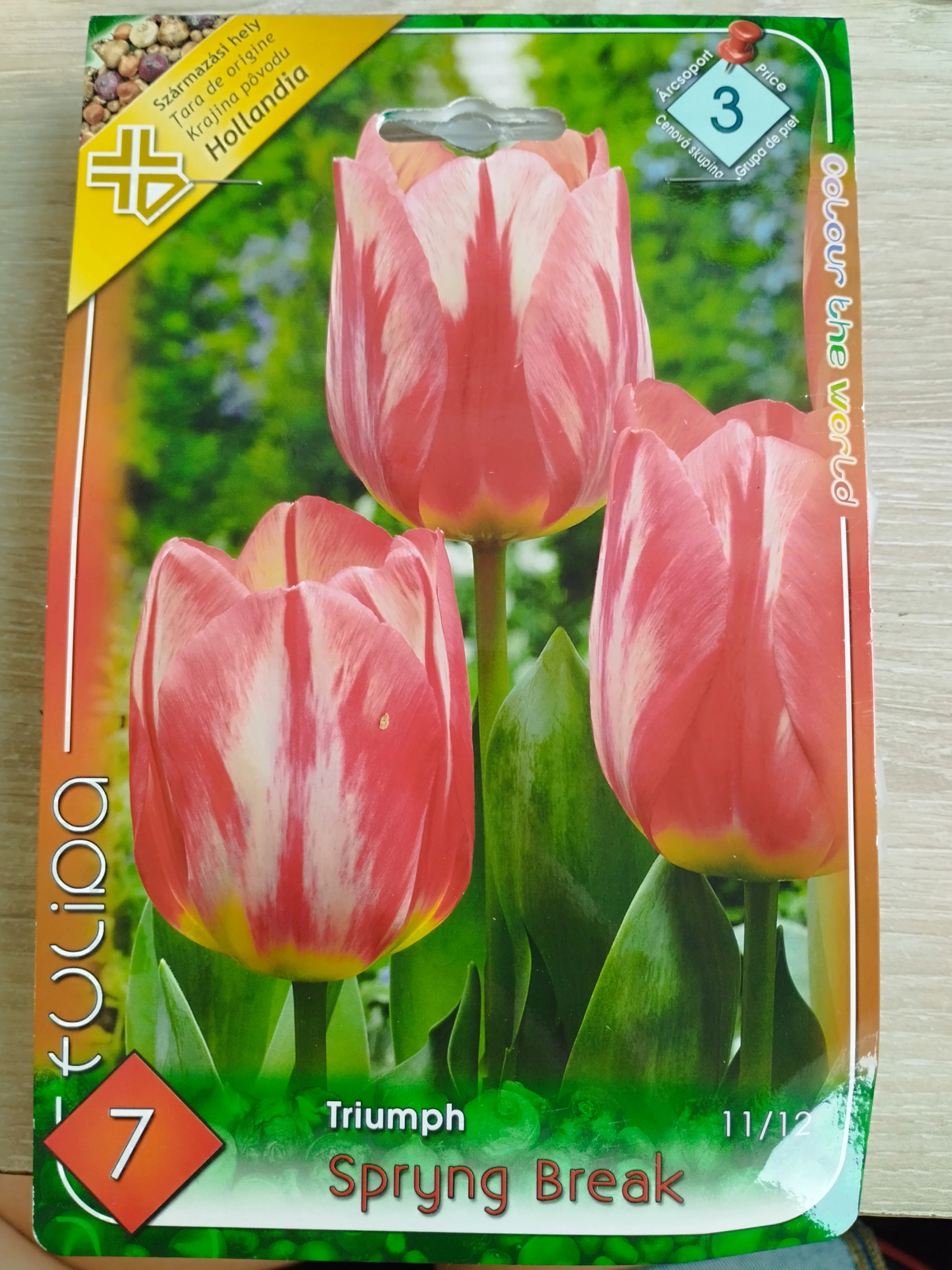 Tulipán virághagyma 7-db-os Spryng Break