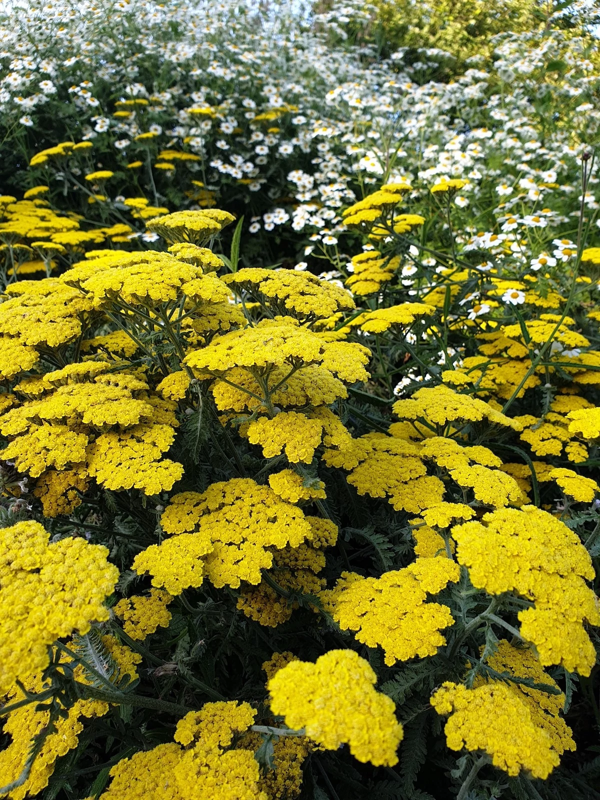 Achillea Moonshine - Cickafark CS14