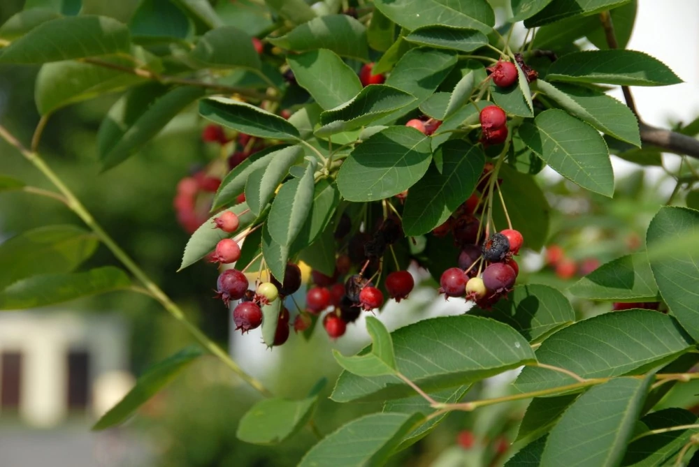 Amelanchier alnifolia 'Obelisk' - Oszlopos fanyarka (mézalmácska) 120-140