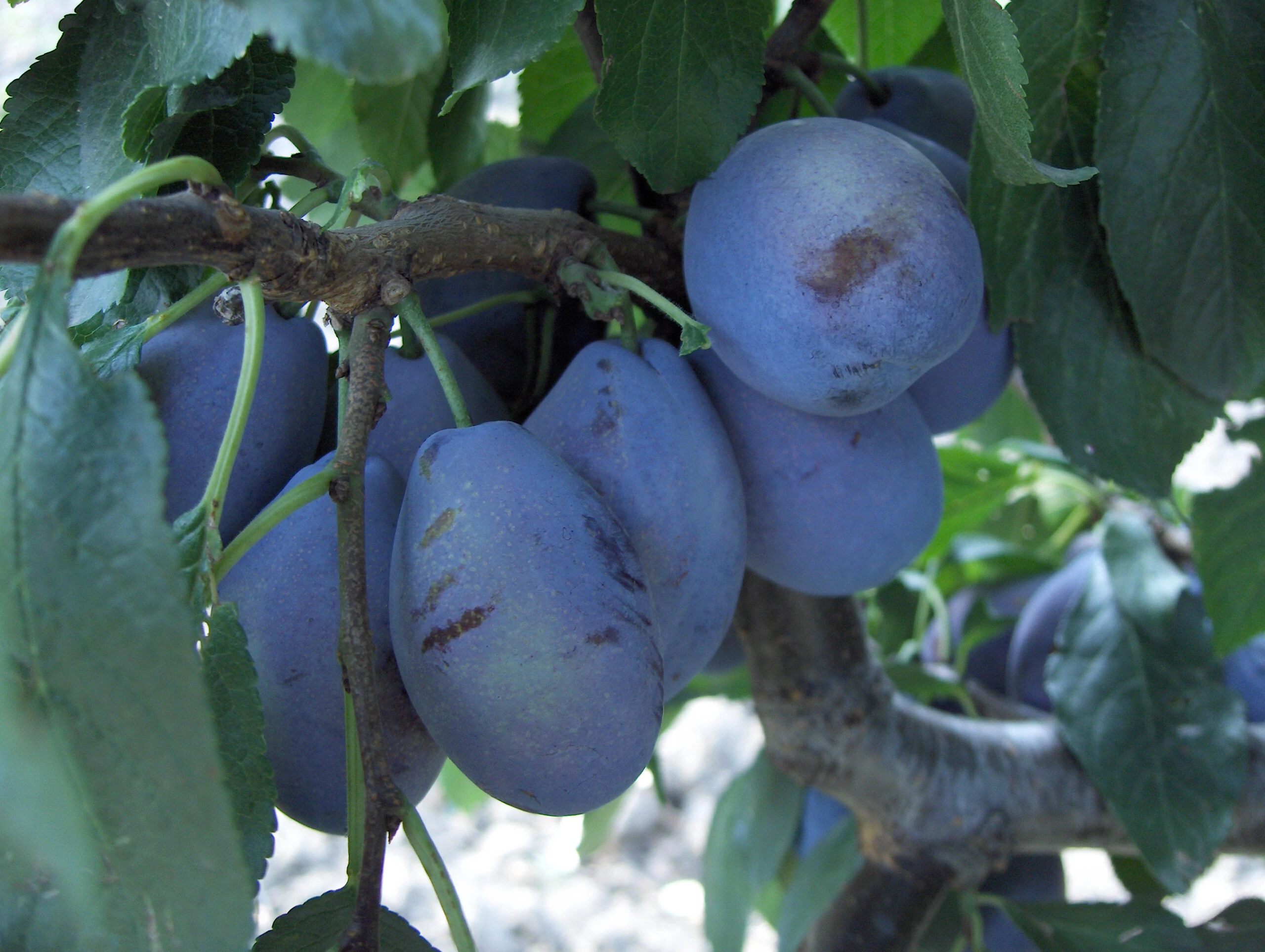 Prunus domestica Stanley -  Szilva K5