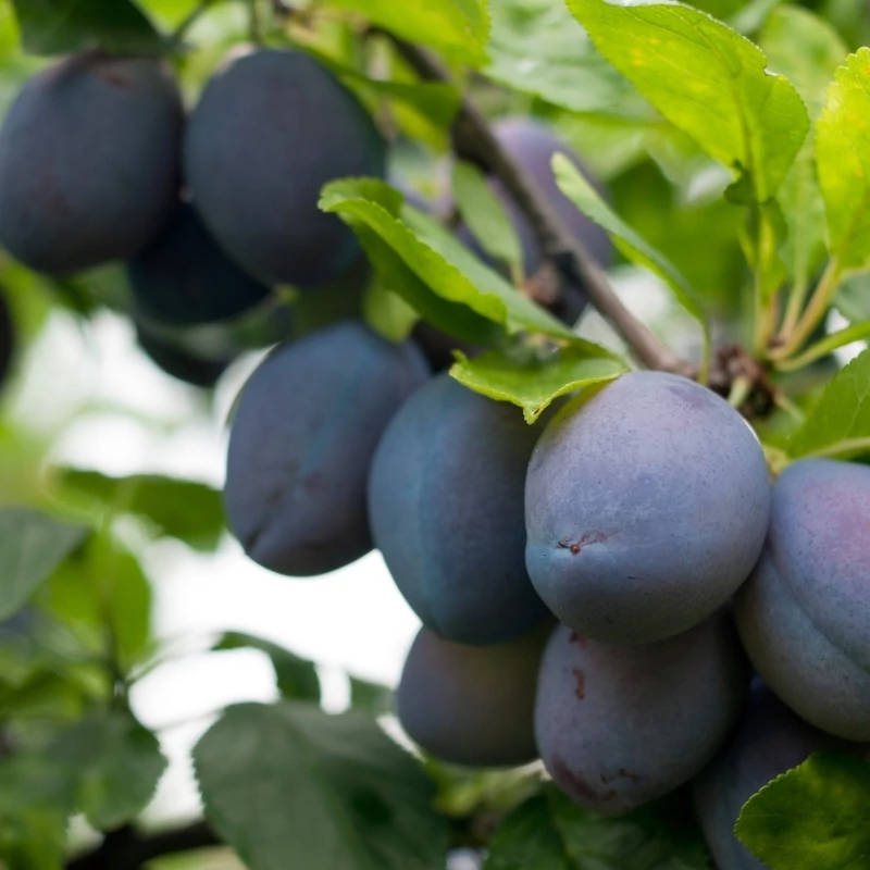 Gyümölcsfa Stanley szilva - K10