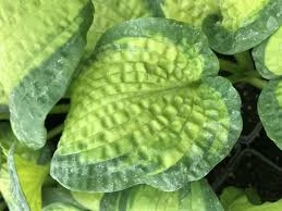 Hosta Brother Stefan- Árnyékliliom CS14